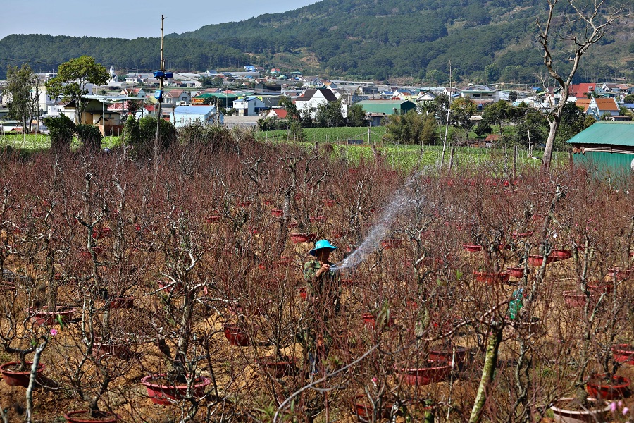 Thời tiết c&oacute; phần kh&ocirc;ng thuận lợi khiến người trồng đ&agrave;o Tết phải tập trung kinh nghiệm để đ&agrave;o nở đ&uacute;ng thời điểm