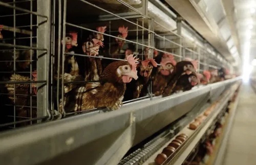 N&ocirc;ng nghiệp H&ograve;a Ph&aacute;t nu&ocirc;i giống g&agrave; si&ecirc;u trứng c&oacute; nguồn gốc Mỹ. (Nguồn: N&ocirc;ng nghiệp H&ograve;a Ph&aacute;t).