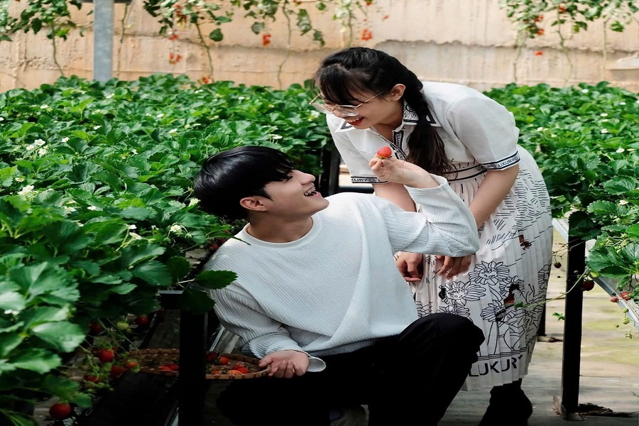 Kh&aacute;ch tham quan v&agrave; Thu hoạch D&acirc;u t&acirc;y tại trang trại Langbiang Farm