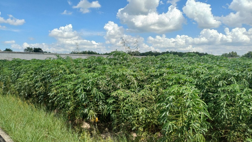 Tây Ninh phát triển ngành khoai mì theo hướng ổn định, hiệu quả và bền vững