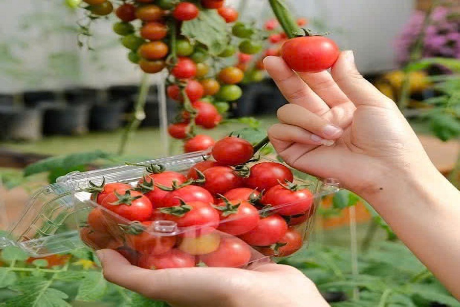 Chia sẻ c&aacute;ch trồng c&agrave; chua Berrymato chuẩn GlobalG.A.P.