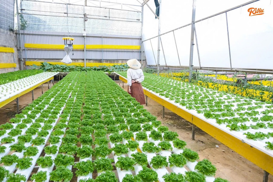 M&ocirc; h&igrave;nh trồng rau hữu cơ