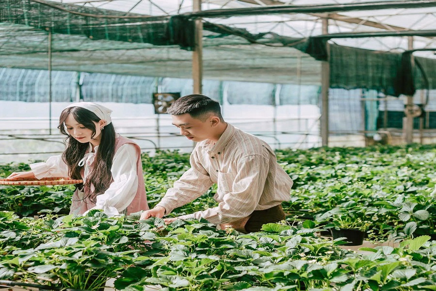 Kh&aacute;ch tham quan v&agrave; Thu hoạch D&acirc;u t&acirc;y