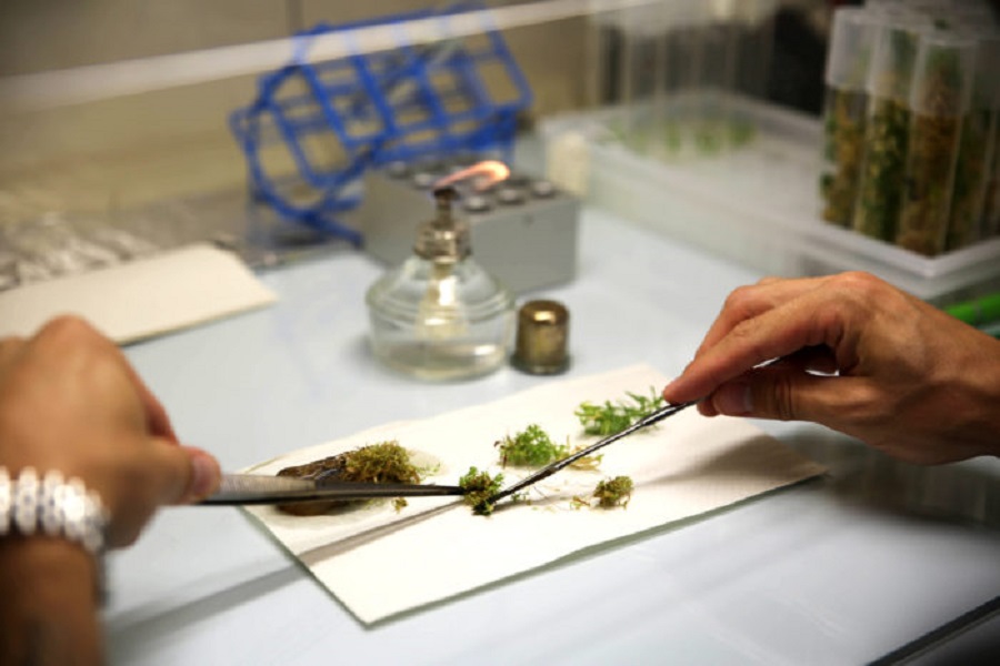 Chọn lựa mẫu nu&ocirc;i cấy m&ocirc;