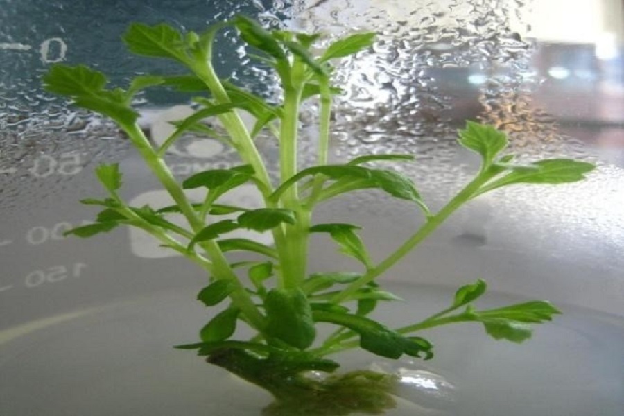 Đốt th&acirc;n c&acirc;y hoa c&uacute;c t&aacute;i sinh chồi, kh&ocirc;ng nhiễm bệnh sau khi khử tr&ugrave;ng bề mặt