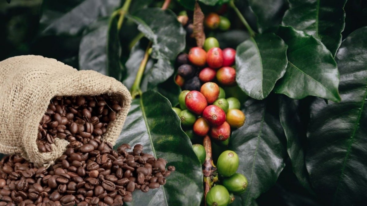 Giá cà phê neo cao, xuất khẩu mang về gần 29 triệu USD/ngày