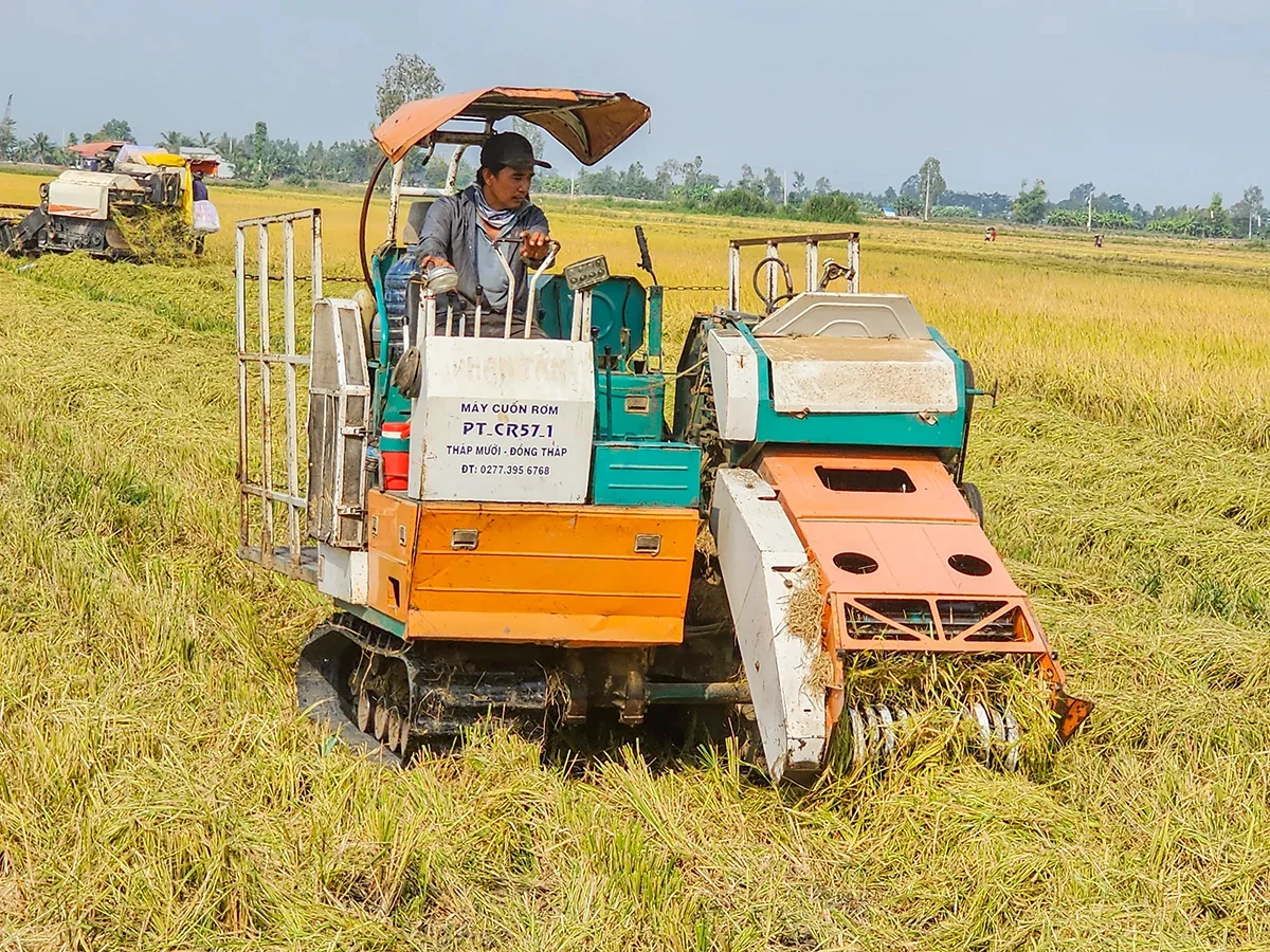 Gi&aacute; l&uacute;a gạo h&ocirc;m nay 25/1: Thị trường chững gi&aacute; (Ảnh minh họa)