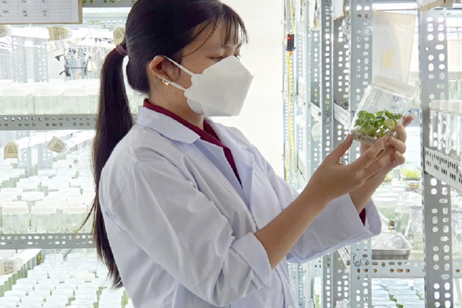 Nguồn giống c&acirc;y nu&ocirc;i cấy m&ocirc; c&oacute; thể mua ở c&aacute;c trung t&acirc;m nghi&ecirc;n cứu giống c&acirc;y trồng