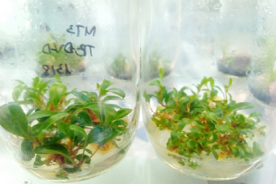 Đẩy mạnh nghi&ecirc;n cứu khoa học gi&uacute;p tạo ra những giống dược liệu qu&yacute;, c&oacute; gi&aacute; trị kinh tế cao