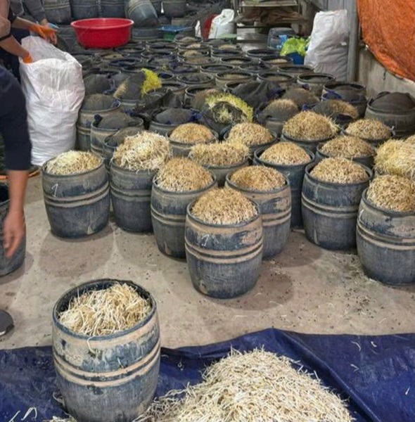 Hưng Yên khởi tố hai đối tượng dùng chất cấm sản xuất giá đỗ