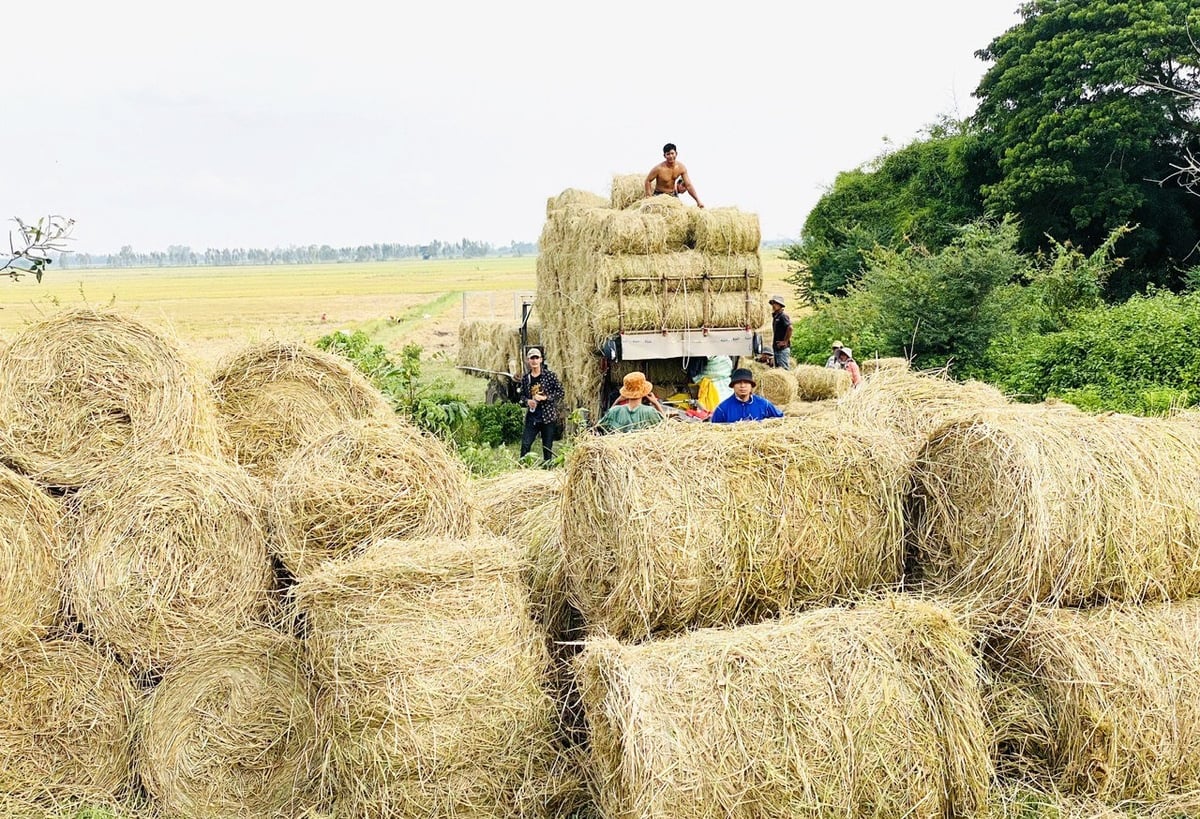 Rơm rạ dồi dào, công nghệ còn thiếu: Nút thắt của bài toán trồng nấm sạch tại Việt Nam