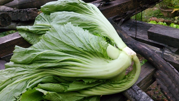 Rau cải bẹ xanh chứa ít calo nhưng giàu chất xơ và các vi chất thiết yếu. Rau cải bẹ xanh chứa ít calo nhưng giàu chất xơ và các vi chất thiết yếu.