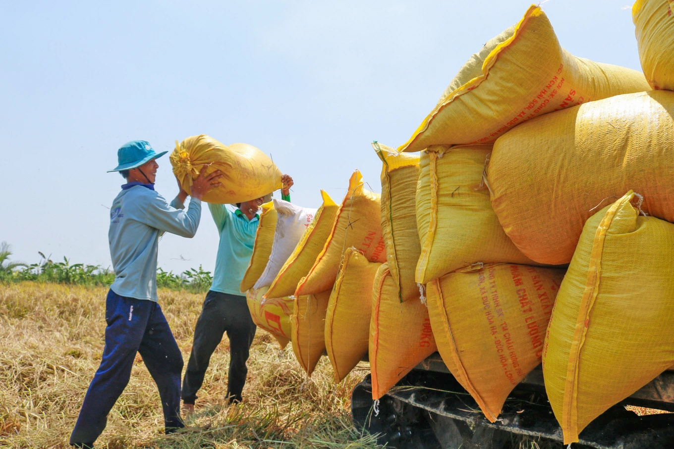 Giá lúa gạo hôm nay 26/1: Thị trường đi ngang (Ảnh minh họa) Giá lúa gạo hôm nay 26/1: Thị trường đi ngang (Ảnh minh họa)