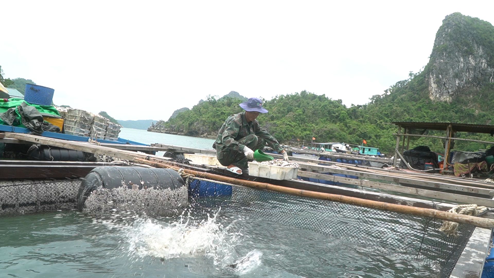 Mục ti&ecirc;u trọng t&acirc;m ng&agrave;nh Thủy sản Quảng Ninh phấn đấu ho&agrave;n th&agrave;nh trong năm 2026 l&agrave; ph&aacute;t triển nu&ocirc;i hiệu quả c&aacute;c đối tượng chủ lực c&oacute; gi&aacute; trị kinh tế gắn với lợi thế của tỉnh; đảm bảo tiến độ việc giao khu vực biển v&agrave; thực hiện c&aacute;c hoạt động kh&aacute;c sử dụng t&agrave;i nguy&ecirc;n biển theo quy định của ph&aacute;p luật.