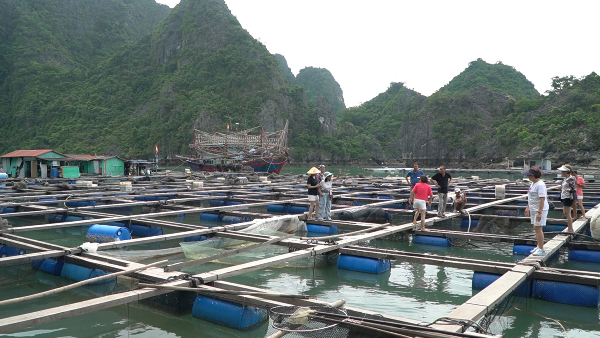 Thủy sản Quảng Ninh: Khẳng định vị thế thương hiệu từ tư duy nuôi biển bền vững
