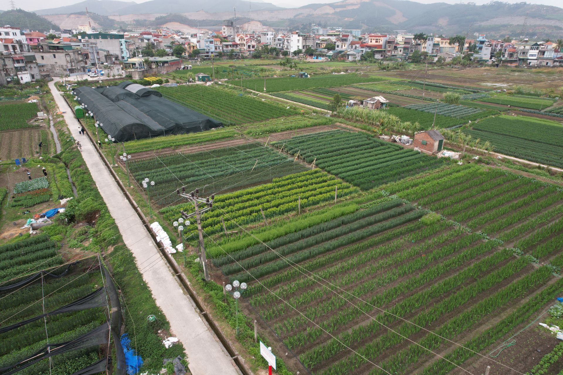 Phường Ho&agrave;nh Bồ đ&atilde; được coi l&agrave; một trong những thủ phủ trồng hoa lớn nhất của tỉnh Quảng Ninh.