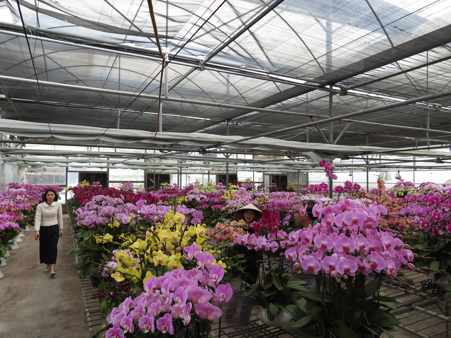 Quảng Ninh: Nâng tầm thương hiệu hoa Hoành Bồ nhờ ứng dụng công nghệ cao