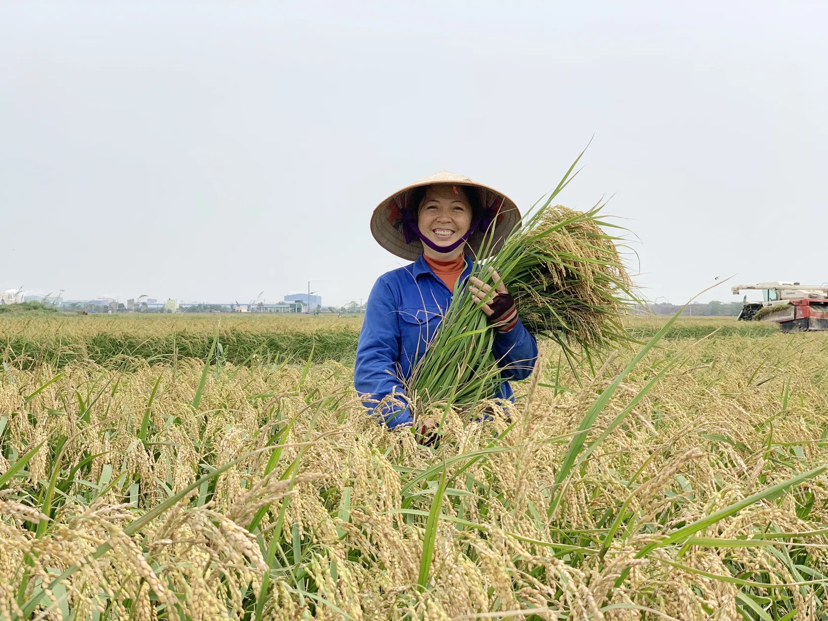 Gi&aacute; l&uacute;a gạo h&ocirc;m nay 27/1: L&uacute;a tươi ổn định, gạo xuất khẩu c&oacute; biến động nhẹ (Ảnh minh họa)