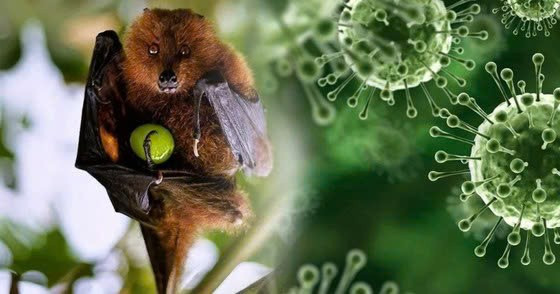 Virus Nipah tái xuất tại Ấn Độ: Chuyên gia khẳng định nguy cơ với Việt Nam hiện ở mức thấp