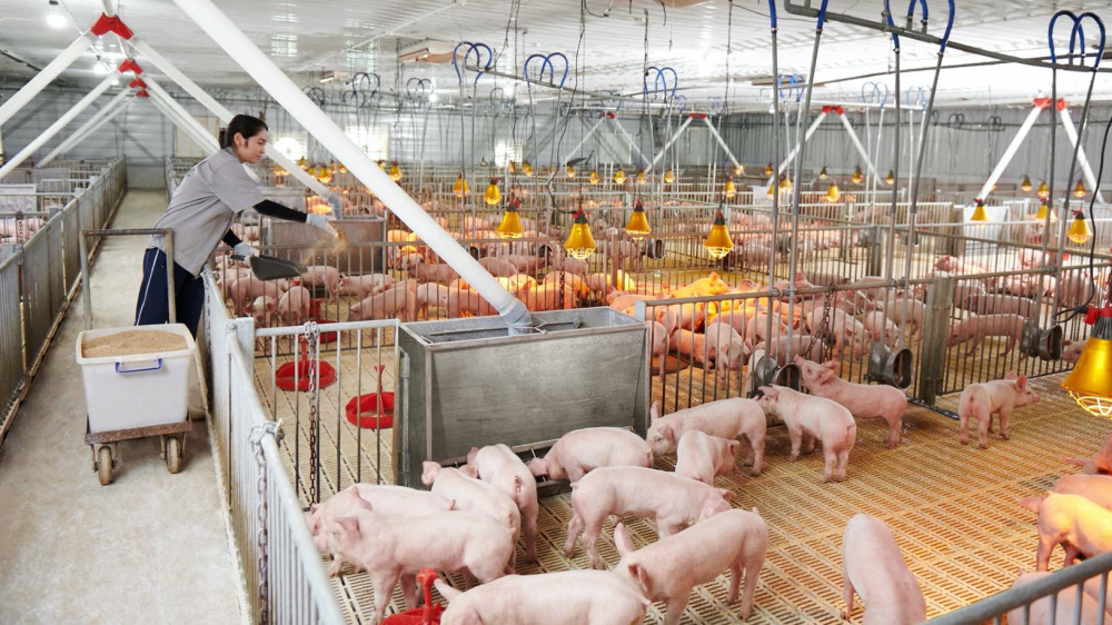 Năm 2025, sản lượng heo Chăn nuôi Hòa Phát vượt 660.000 con