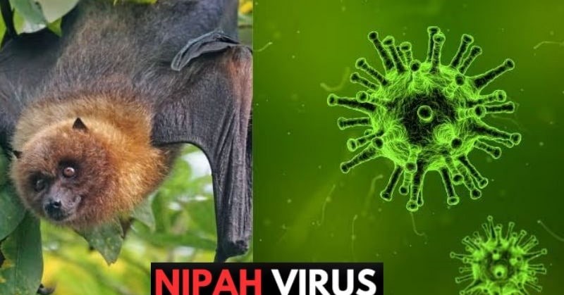 Bộ Y tế ra công văn hỏa tốc yêu cầu siết chặt phòng, chống dịch do virus Nipah