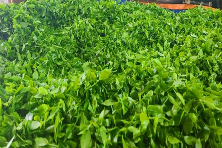 M&ocirc; h&igrave;nh l&agrave;m thay đổi tập qu&aacute;n canh t&aacute;c ch&egrave; của người d&acirc;n từ canh t&aacute;c truyền thống sang th&acirc;m canh c&acirc;y ch&egrave; theo hướng hữu cơ