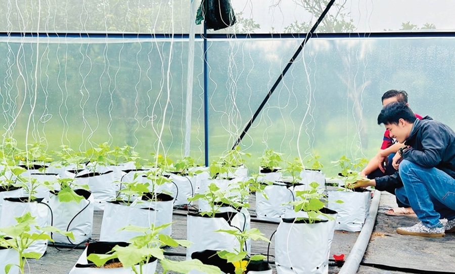 Hợp t&aacute;c x&atilde; g&oacute;p phần định h&igrave;nh kinh tế xanh ở Huế.