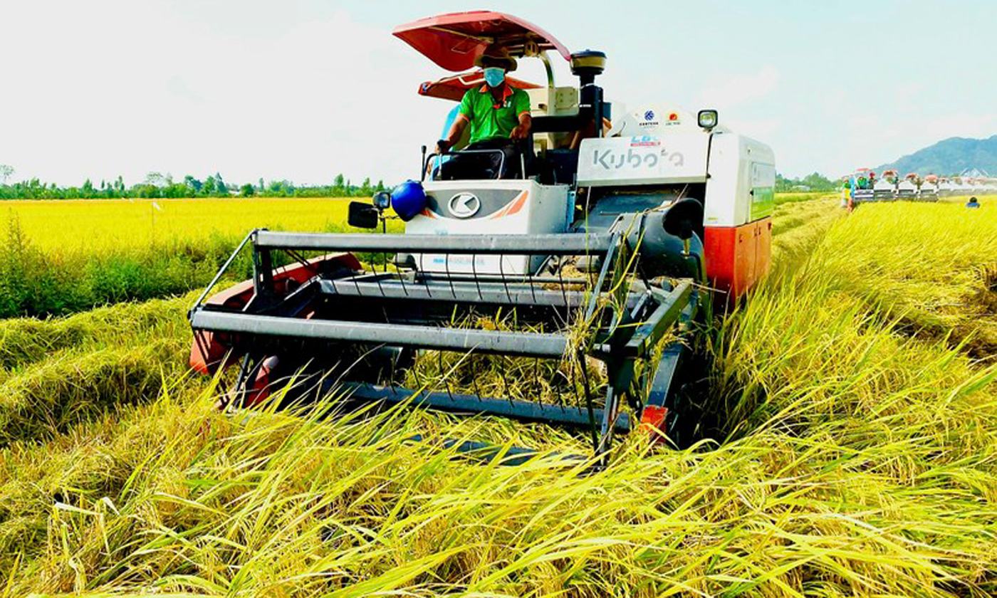 Gi&aacute; l&uacute;a gạo h&ocirc;m nay 28/1: Thị trường ổn định (Ảnh minh họa)