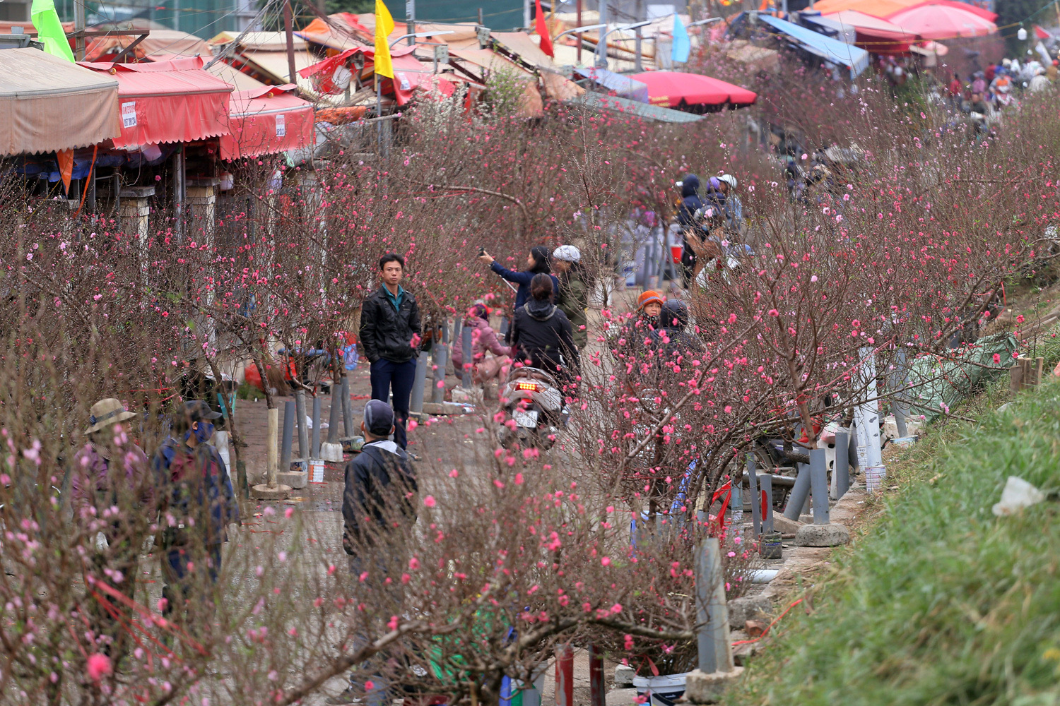Đào cảnh Hà Nội bắt đầu vào mùa, thị trường nhộn nhịp đón Tết