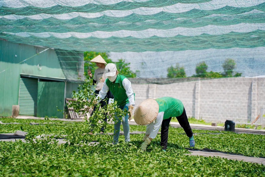 M&ocirc; h&igrave;nh l&agrave;m thay đổi tập qu&aacute;n canh t&aacute;c ch&egrave; của người d&acirc;n từ canh t&aacute;c truyền thống sang th&acirc;m canh c&acirc;y ch&egrave; theo hướng hữu cơ
