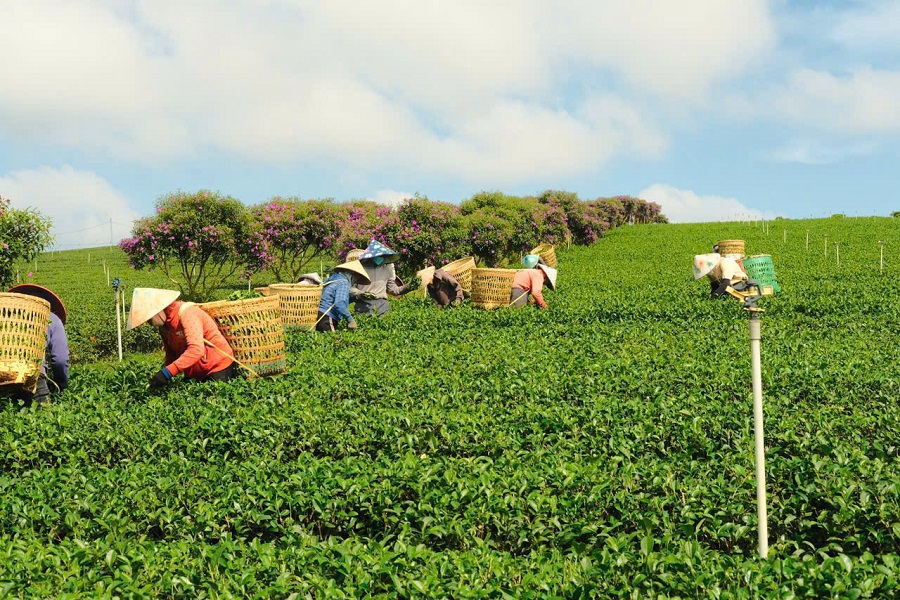 M&ocirc; h&igrave;nh sản xuất ch&egrave; hữu cơ gắn với li&ecirc;n kết theo chuỗi gi&aacute; trị tại L&acirc;m Đồng
