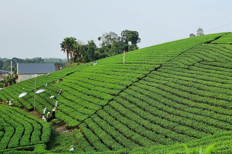 Lâm Đồng: Hiệu quả từ mô hình sản xuất chè hữu cơ gắn với liên kết theo chuỗi giá trị