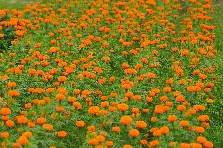 Những c&aacute;nh đồng hoa ở ph&iacute;a Đ&ocirc;ng L&acirc;m Đồng đ&atilde; khoe sắc