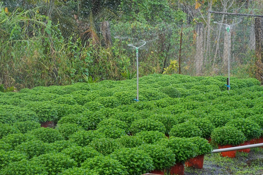 Kh&ocirc;ng chỉ tưới theo c&aacute;ch truyền thống, người n&ocirc;ng d&acirc;n c&ograve;n ứng dụng hệ thống tưới tự động để giảm bớt c&ocirc;ng lao động