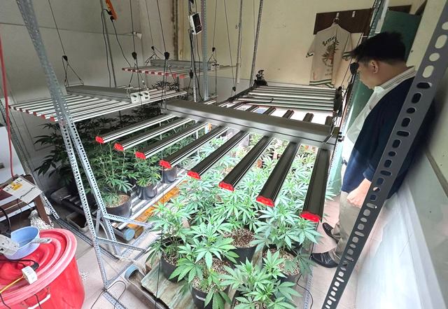 Công an thành phố Đà Nẵng triệt phá “Đại Bản doanh” trồng và tiêu thụ cần sa quy mô lớn