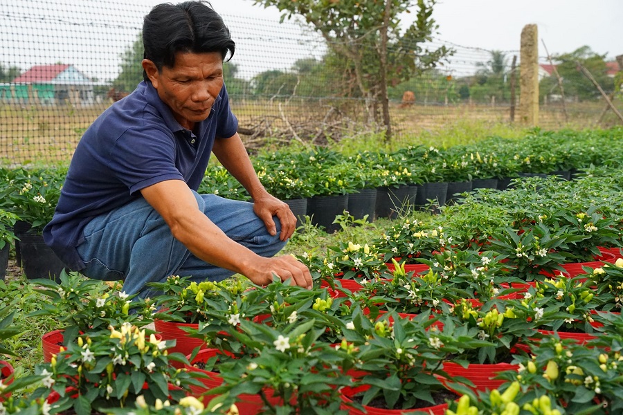 Ngo&agrave;i hoa, anh Muộn c&ograve;n trồng th&ecirc;m nhiều ớt kiểng