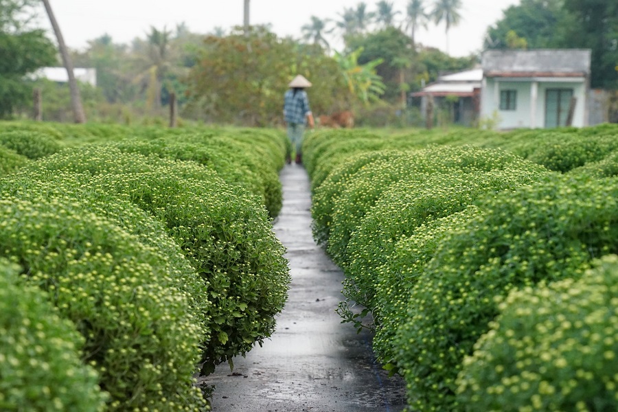 C&uacute;c m&acirc;m x&ocirc;i được n&ocirc;ng d&acirc;n x&atilde; Hồng Sơn, tỉnh L&acirc;m Đồng đặt kỳ vọng thu hoạch kh&aacute; cho Tết năm nay