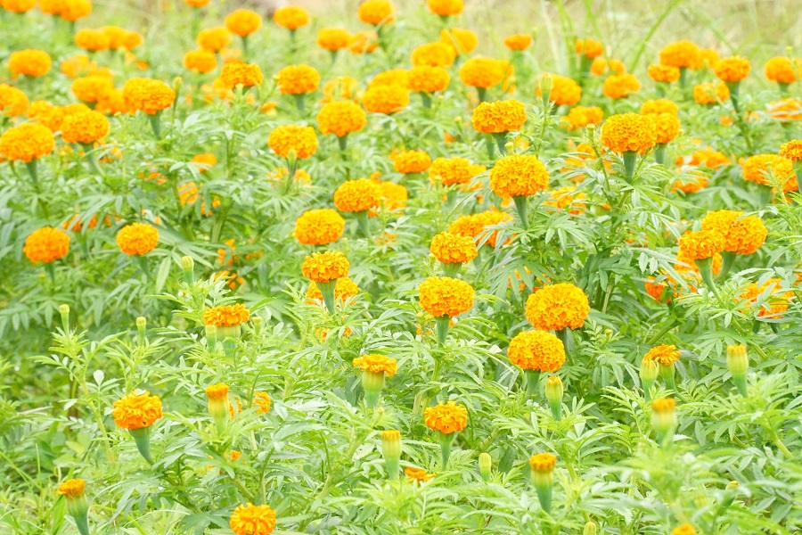 Vạn thọ - một loại hoa được ưa chuộng theo d&acirc;n gian của người d&acirc;n ở v&ugrave;ng biển L&acirc;m Đồng trong mỗi dịp Tết đến