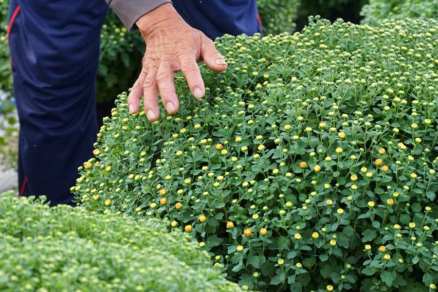 Những chậu c&uacute;c m&acirc;m x&ocirc;i chờ ng&agrave;y thu hoạch