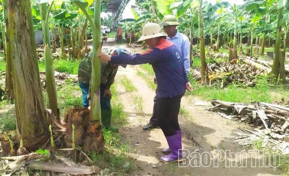Đảm bảo c&aacute;c ti&ecirc;u chuẩn an to&agrave;n trong qu&aacute; tr&igrave;nh sản xuất gi&uacute;p HTX chuối an to&agrave;n Ho&agrave;ng Cương, x&atilde; Ho&agrave;ng Cương xuất khẩu sản phẩm sang thị trường Trung Quốc.