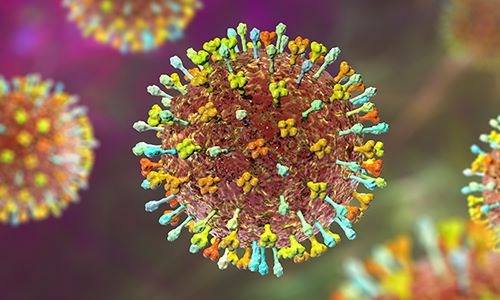 Tây Ninh tăng cường giám sát, phòng chống dịch bệnh do vi rút Nipah