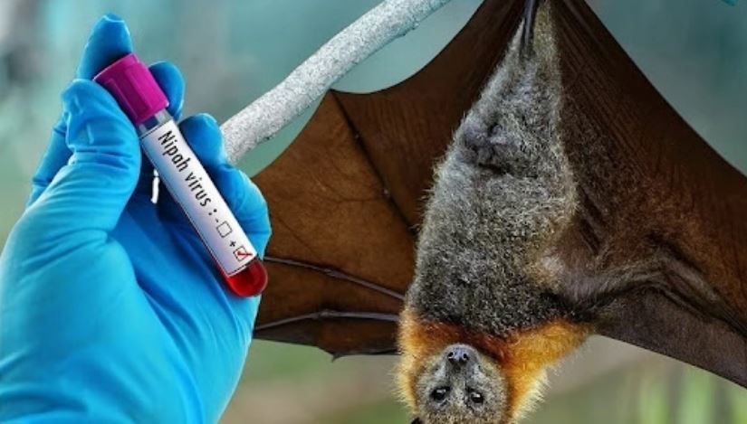 TP. HCM đẩy mạnh giám sát y tế phòng bệnh do virus Nipah