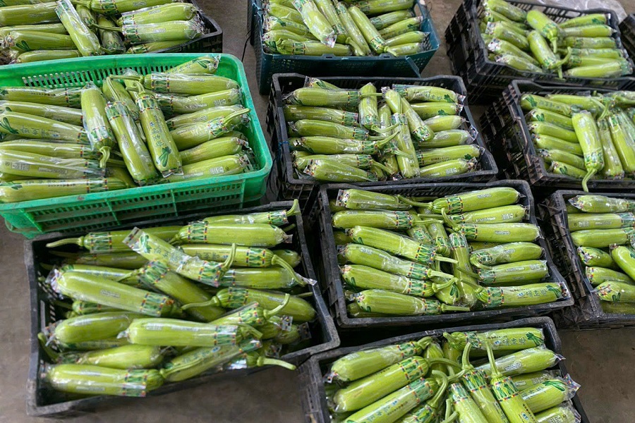 B&iacute; tiến vua Huỳnh Thơm của C&ocirc;ng ty Thuận Th&agrave;nh