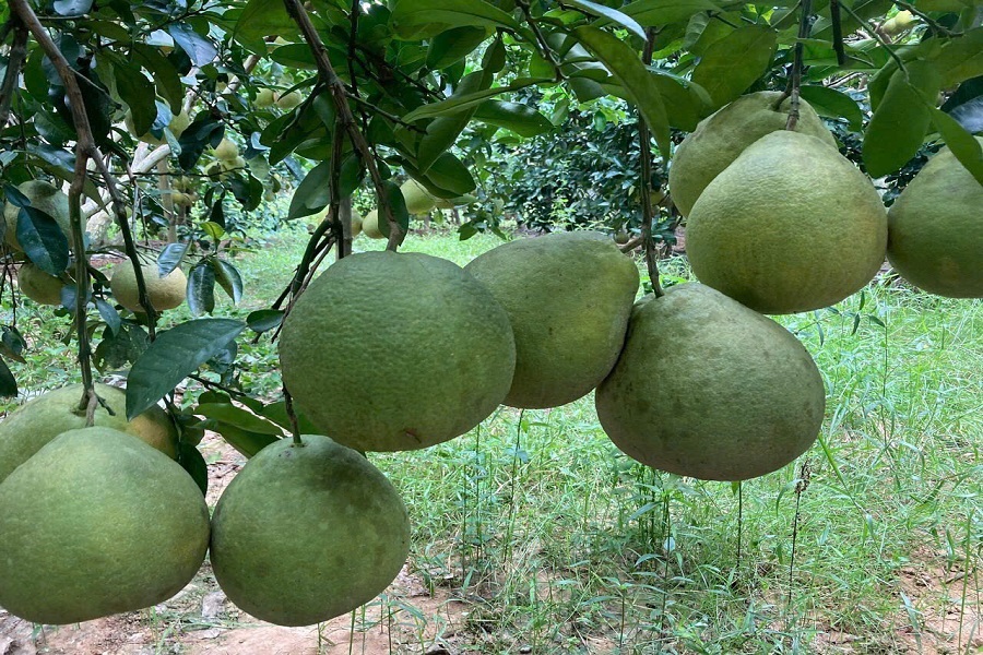 Bưởi ruột v&agrave;ng c&ocirc;ng nghệ cao của C&ocirc;ng ty Thuận Th&agrave;nh