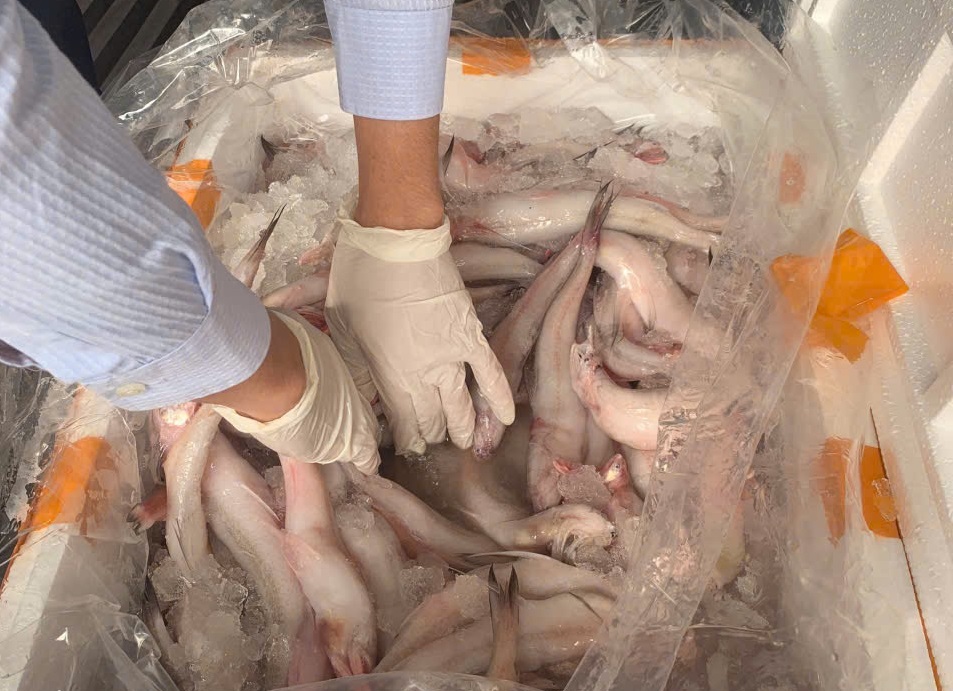 lực lượng chức năng phát hiện trên xe vận chuyển 271 thùng xốp chứa thực phẩm là cá khoai ướp lạnh lực lượng chức năng phát hiện trên xe vận chuyển 271 thùng xốp chứa thực phẩm là cá khoai ướp lạnh