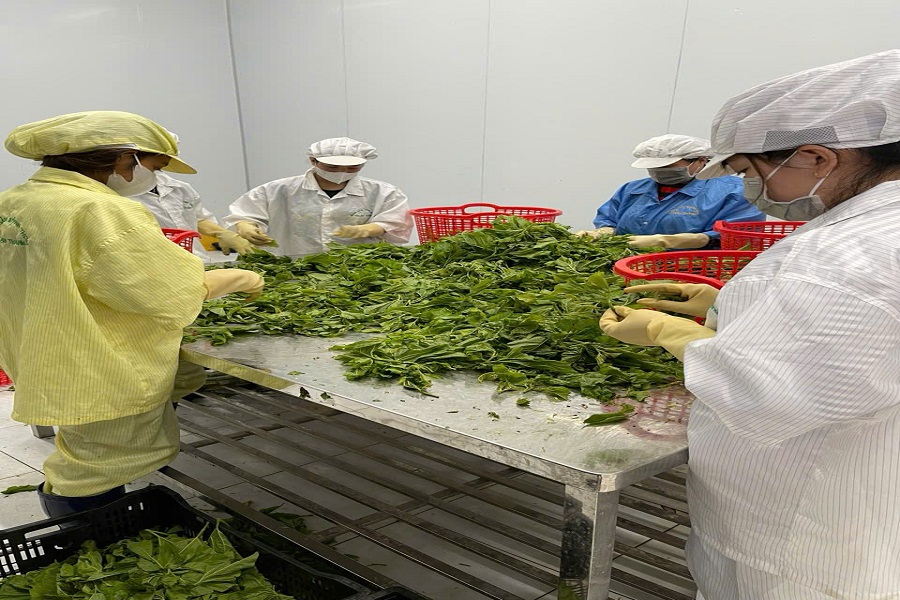 Quy tr&igrave;nh chọn lựa sản phẩm C&ocirc;ng ty Thuận Th&agrave;nh sau thu hoạch