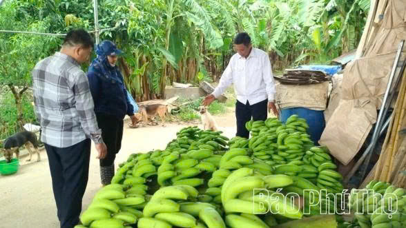 HTX chuối an to&agrave;n Ho&agrave;ng Cương kiểm tra chất lượng sản phẩm trước khi vận chuyển đến cơ sở sơ chế.