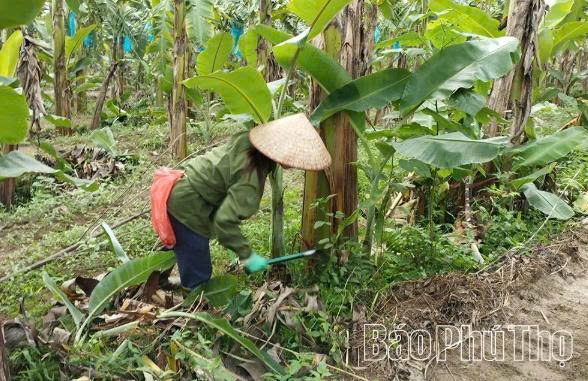Phú Thọ nâng cao giá trị xuất khẩu cho loại cây trồng quen thuộc