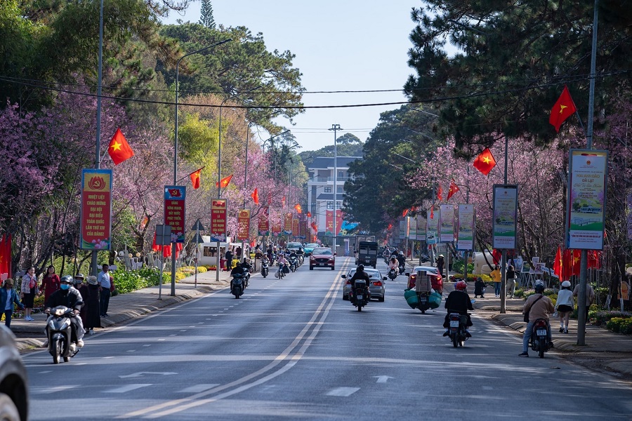 Mai anh đ&agrave;o thắm cả một khoảng kh&ocirc;ng gian.