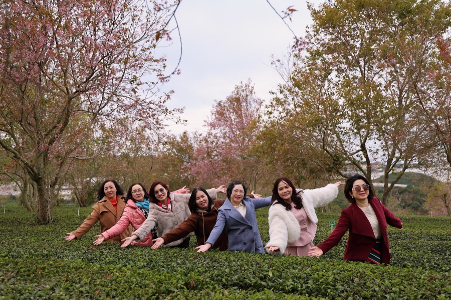 Sắc xanh đồi ch&egrave; h&ograve;a c&ugrave;ng sắc hồng hoa mai anh đ&agrave;o tạo n&ecirc;n kh&ocirc;ng gian trải nghiệm ấn tượng cho nhiều du kh&aacute;ch